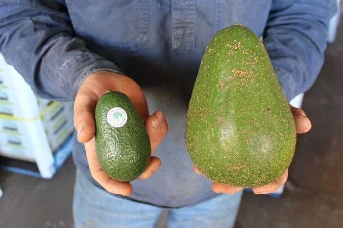 Размер имеет значение: о авокадо-гигантах сейчас говорит весь мир - фото 393720