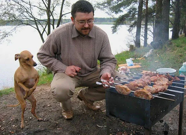 Ці собаки так геніально випрошують їжу, що ти не встоїш перед їхніми поглядами - фото 394173