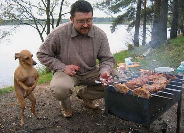 Эти собаки так гениально выпрашивают еду, что ты не устоишь перед их взглядами - фото 394173
