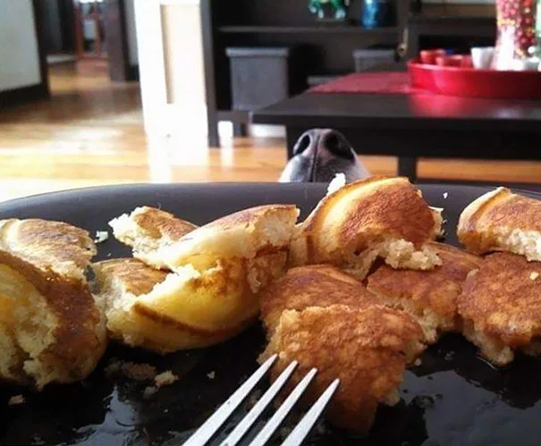 Эти собаки так гениально выпрашивают еду, что ты не устоишь перед их взглядами - фото 394184