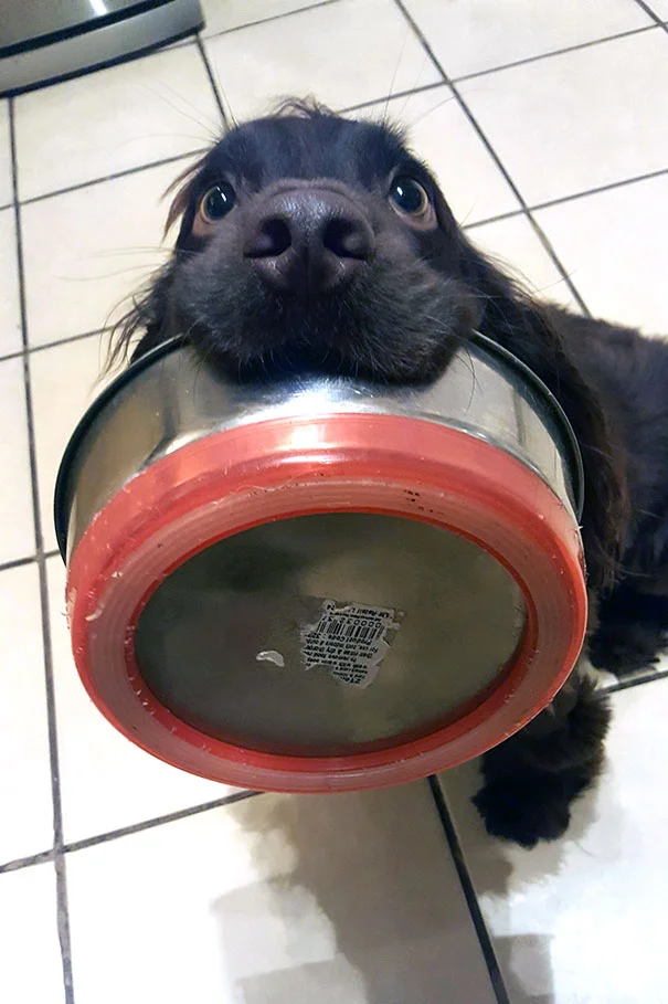 Ці собаки так геніально випрошують їжу, що ти не встоїш перед їхніми поглядами - фото 394190