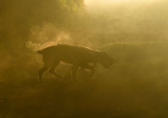 Мимишность дня: лучшие фото собак 2018 - 394413 Мимишность дня: лучшие фото собак 2018 - фото 394413