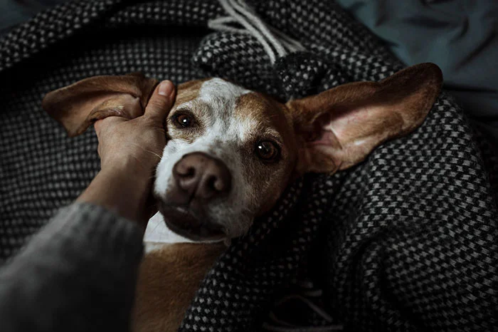 Мимишность дня: лучшие фото собак 2018 - фото 394421