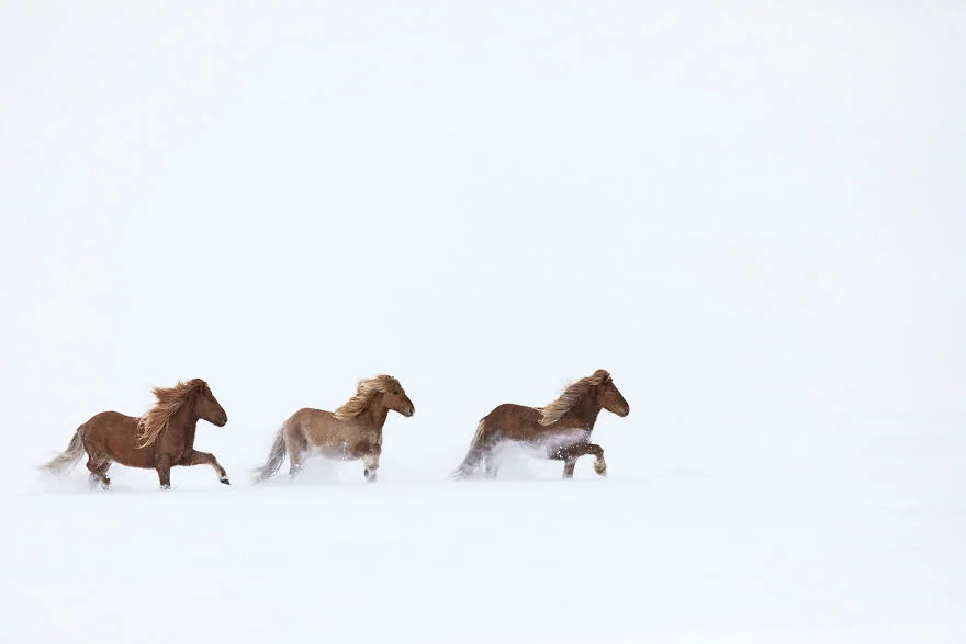 Фотограф показал красоту исландских лошадей, и эти фото как из сказки - фото 395485