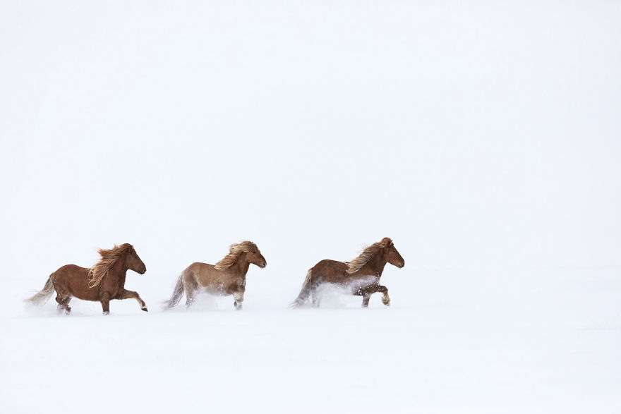 Фотограф показал красоту исландских лошадей, и эти фото как из сказки - фото 395485