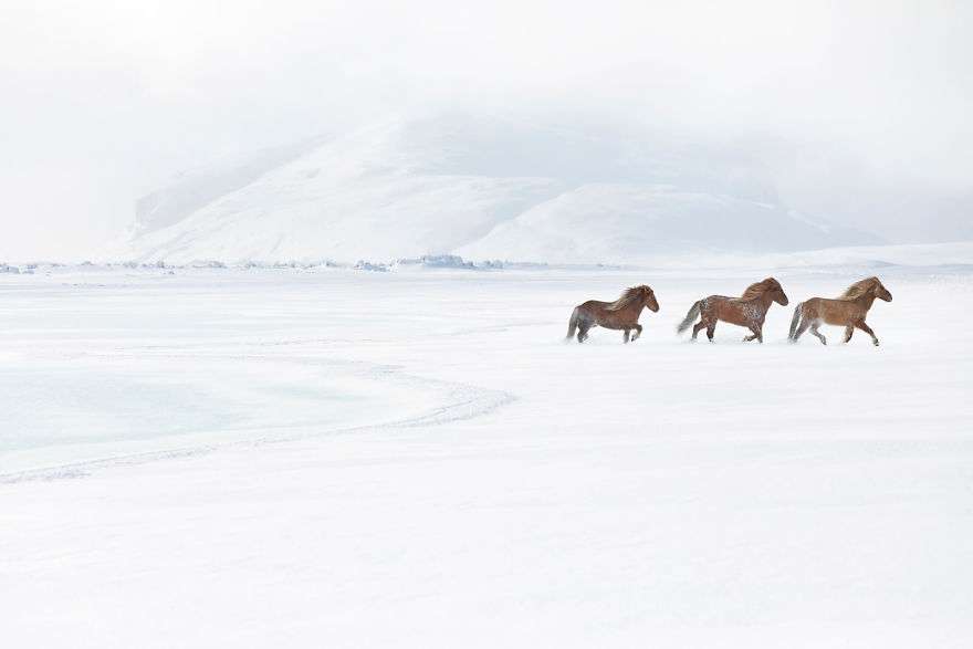 Фотограф показал красоту исландских лошадей, и эти фото как из сказки - фото 395486