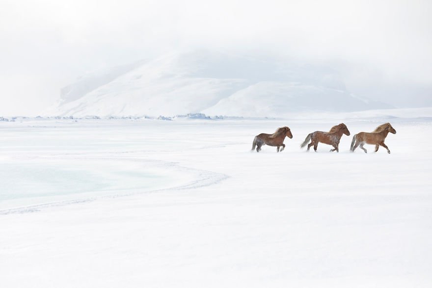 Фотограф показав красу ісландських коней, і ці фото наче з казки - фото 395486