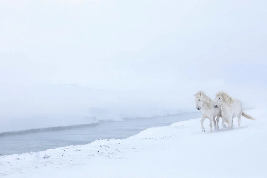 Фотограф показал красоту исландских лошадей, и эти фото как из сказки - фото 395487
