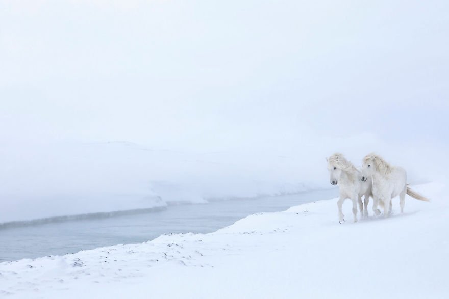 Фотограф показав красу ісландських коней, і ці фото наче з казки - фото 395487