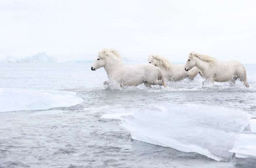Фотограф показал красоту исландских лошадей, и эти фото как из сказки - фото 395488