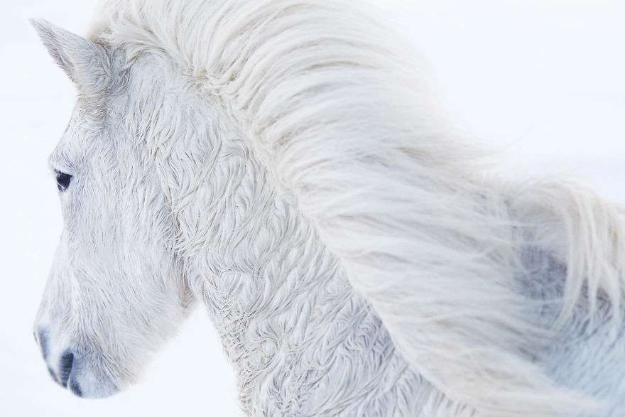 Фотограф показал красоту исландских лошадей, и эти фото как из сказки - фото 395490