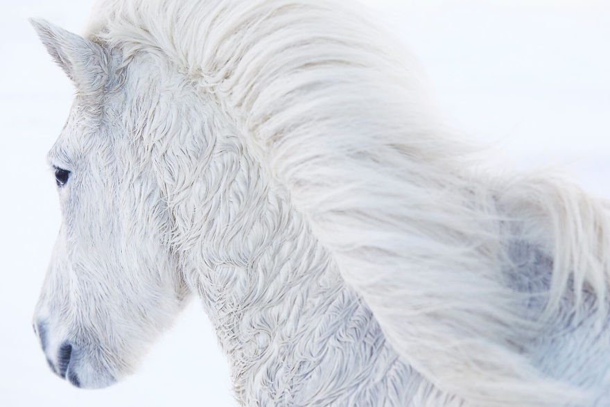 Фотограф показав красу ісландських коней, і ці фото наче з казки - фото 395490
