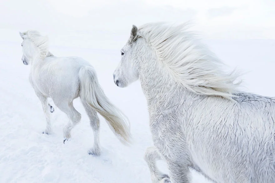 Фотограф показав красу ісландських коней, і ці фото наче з казки - фото 395491