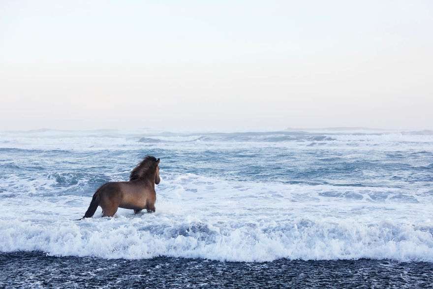 Фотограф показал красоту исландских лошадей, и эти фото как из сказки - фото 395493