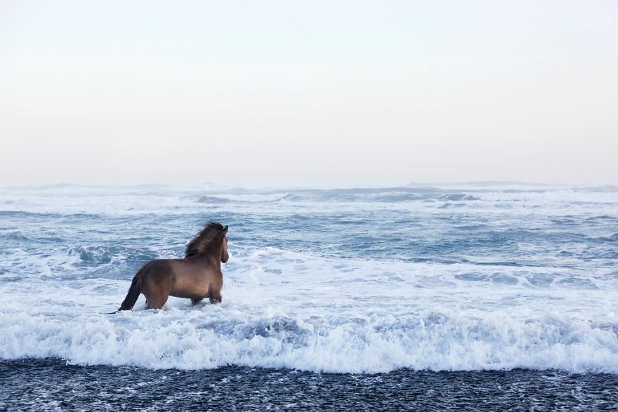 Фотограф показав красу ісландських коней, і ці фото наче з казки - фото 395493