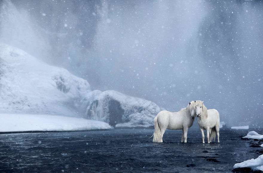 Фотограф показал красоту исландских лошадей, и эти фото как из сказки - фото 395494
