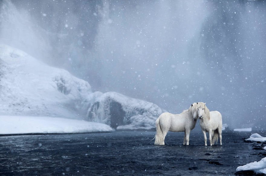 Фотограф показав красу ісландських коней, і ці фото наче з казки - фото 395494