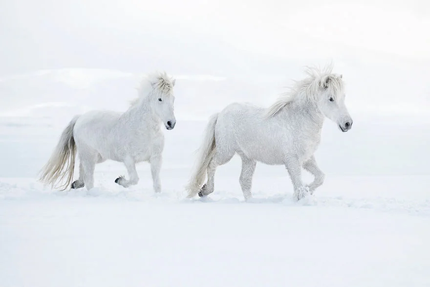 Фотограф показал красоту исландских лошадей, и эти фото как из сказки - фото 395495