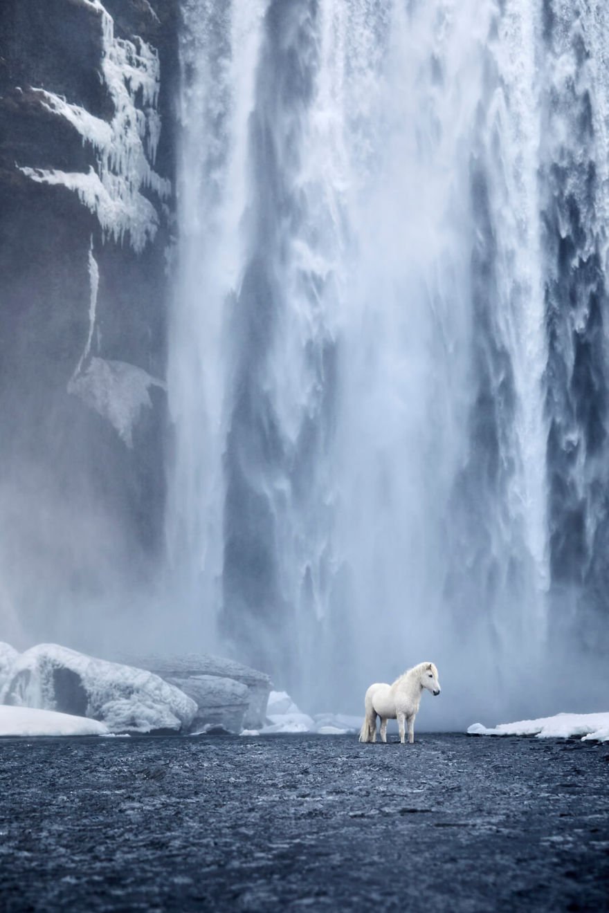 Фотограф показав красу ісландських коней, і ці фото наче з казки - фото 395496