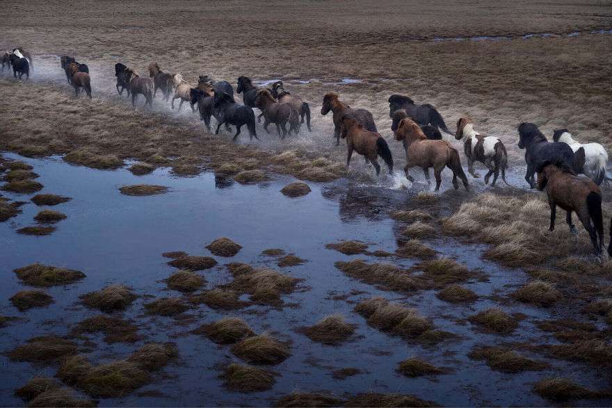 Фотограф показал красоту исландских лошадей, и эти фото как из сказки - фото 395498