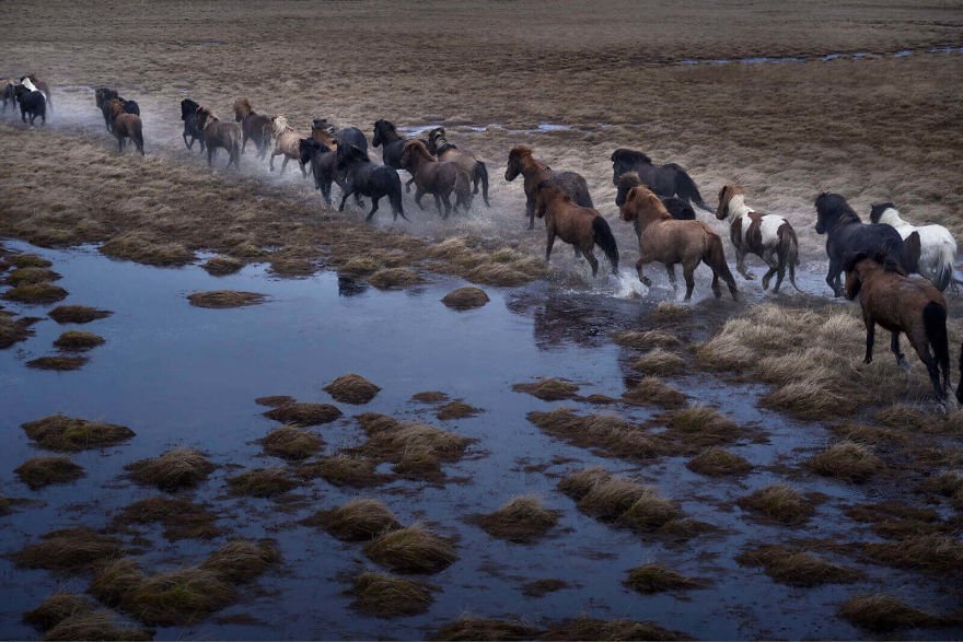 Фотограф показав красу ісландських коней, і ці фото наче з казки - фото 395498