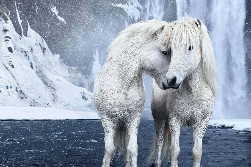 Фотограф показал красоту исландских лошадей, и эти фото как из сказки - фото 395501