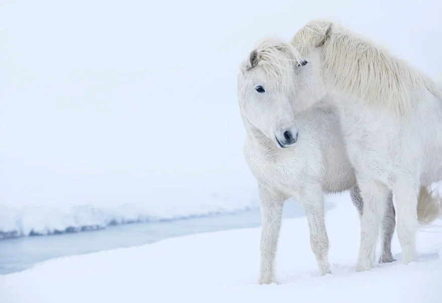 Фотограф показав красу ісландських коней, і ці фото наче з казки - фото 395502