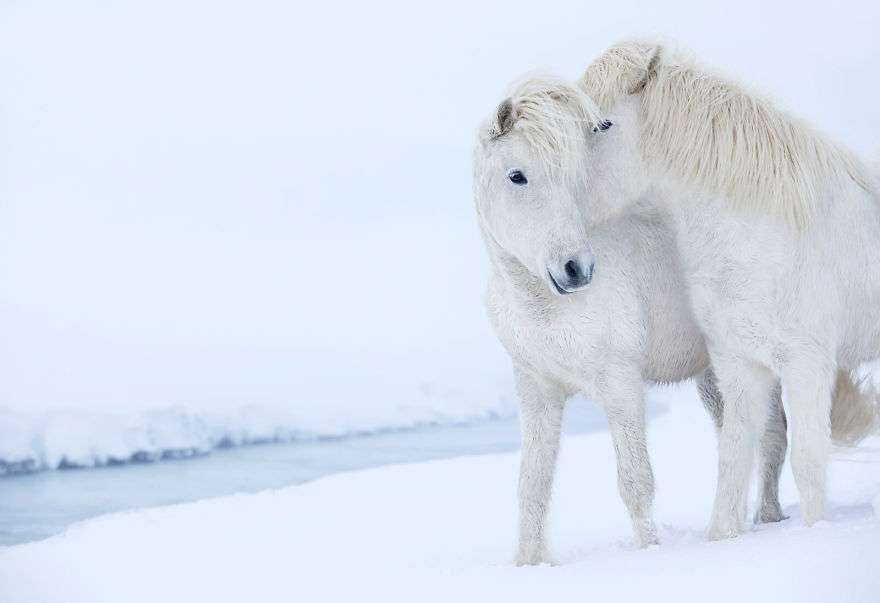 Фотограф показал красоту исландских лошадей, и эти фото как из сказки - фото 395502