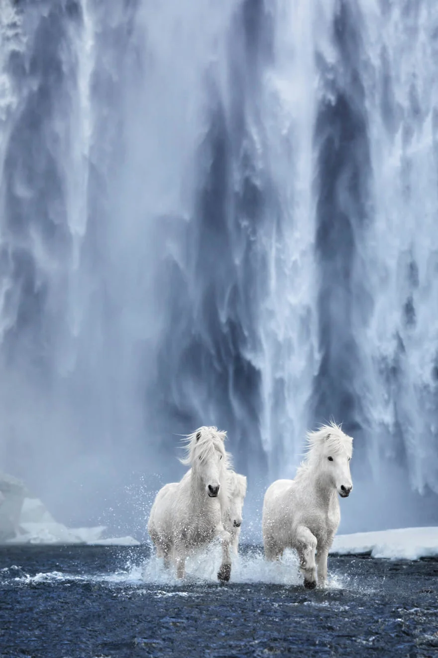 Фотограф показал красоту исландских лошадей, и эти фото как из сказки - фото 395503