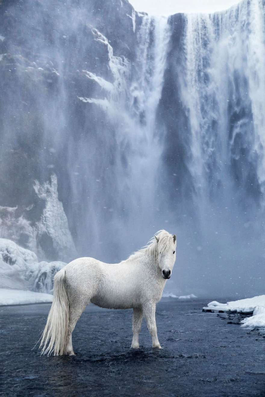 Фотограф показал красоту исландских лошадей, и эти фото как из сказки - фото 395504