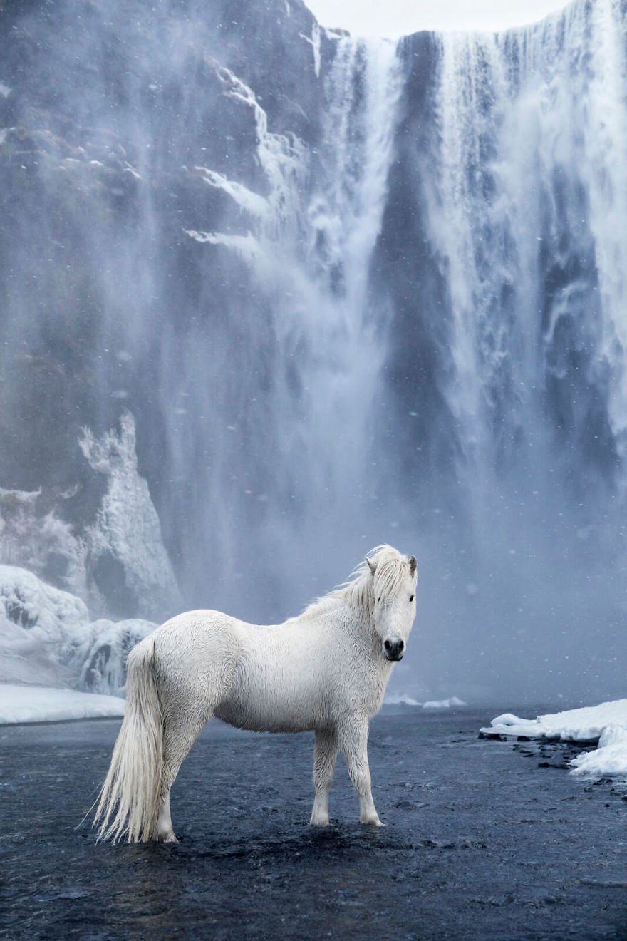 Фотограф показав красу ісландських коней, і ці фото наче з казки - фото 395504