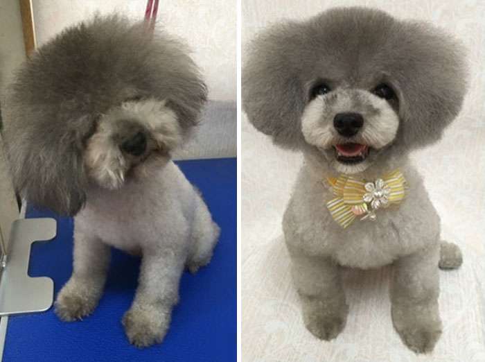 Японец делает собакам стильные стрижки, и они выглядят круче тебя - фото 391778