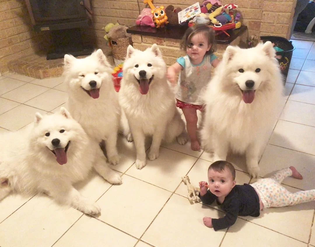 Пара воспитывает двоих детей и 4 щенков, и это очень веселое зрелище - фото 396671