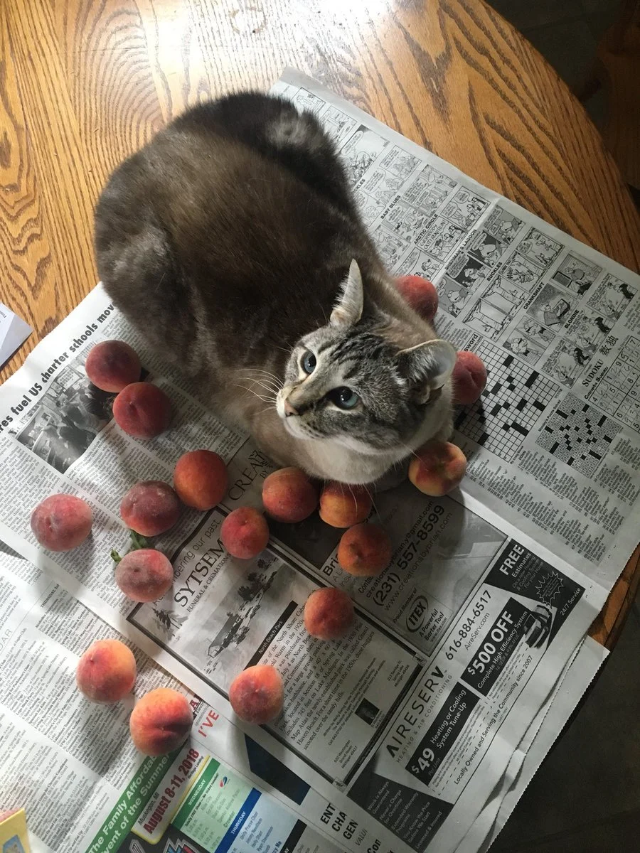 Любов цього котика до персиків розчулить навіть тих, хто рідко посміхається - фото 397002