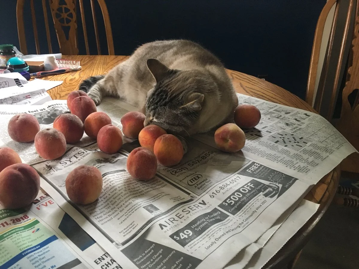 Любов цього котика до персиків розчулить навіть тих, хто рідко посміхається - фото 397003
