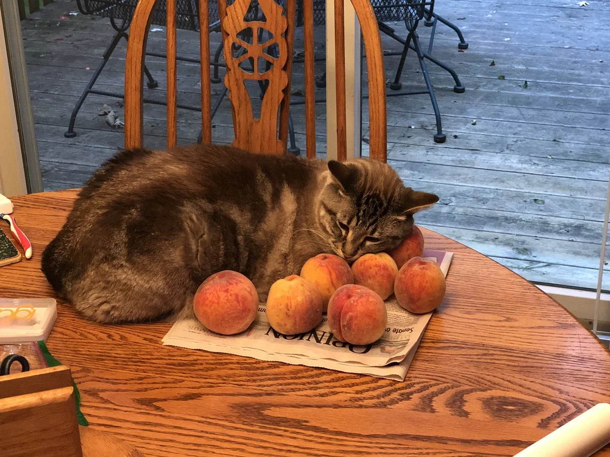 Любов цього котика до персиків розчулить навіть тих, хто рідко посміхається - фото 397004