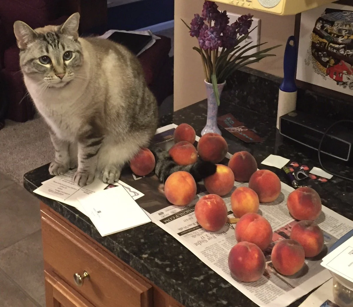 Любов цього котика до персиків розчулить навіть тих, хто рідко посміхається - фото 397005