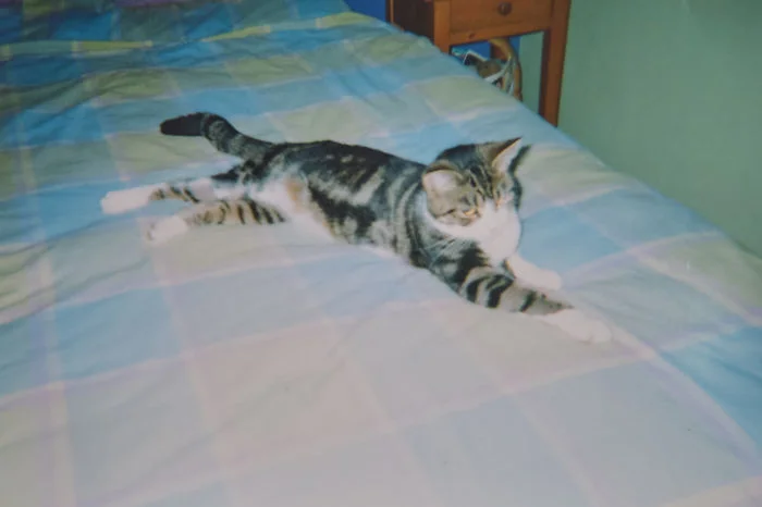 Історія про кішечку, яка повернулась додому через 13 років - найпрекрасніше, що ви чули - фото 397258