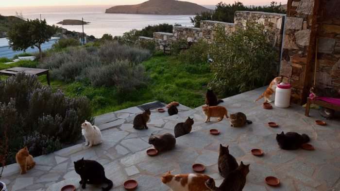 На греческом острове ищут смотрителя котиков, и это действительно лучшая в мире работа - фото 397458