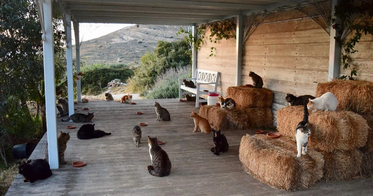 На греческом острове ищут смотрителя котиков, и это действительно лучшая в мире работа - фото 397459