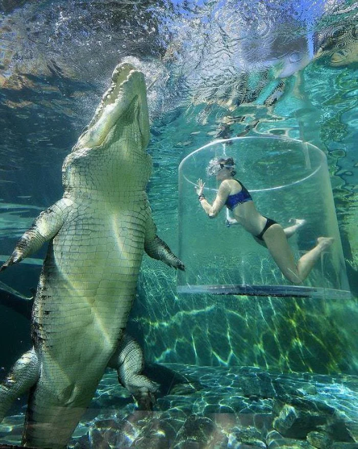 Океанічний крокодил - фото 398102