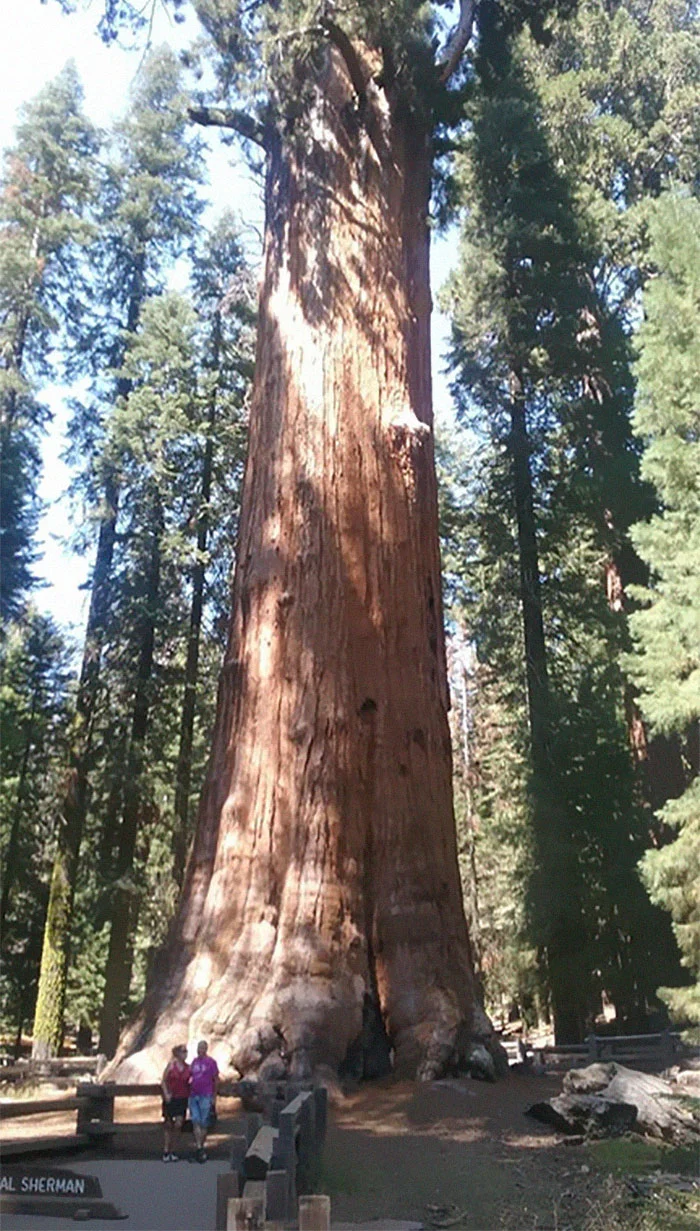 Найвище дерево в світі - фото 398104