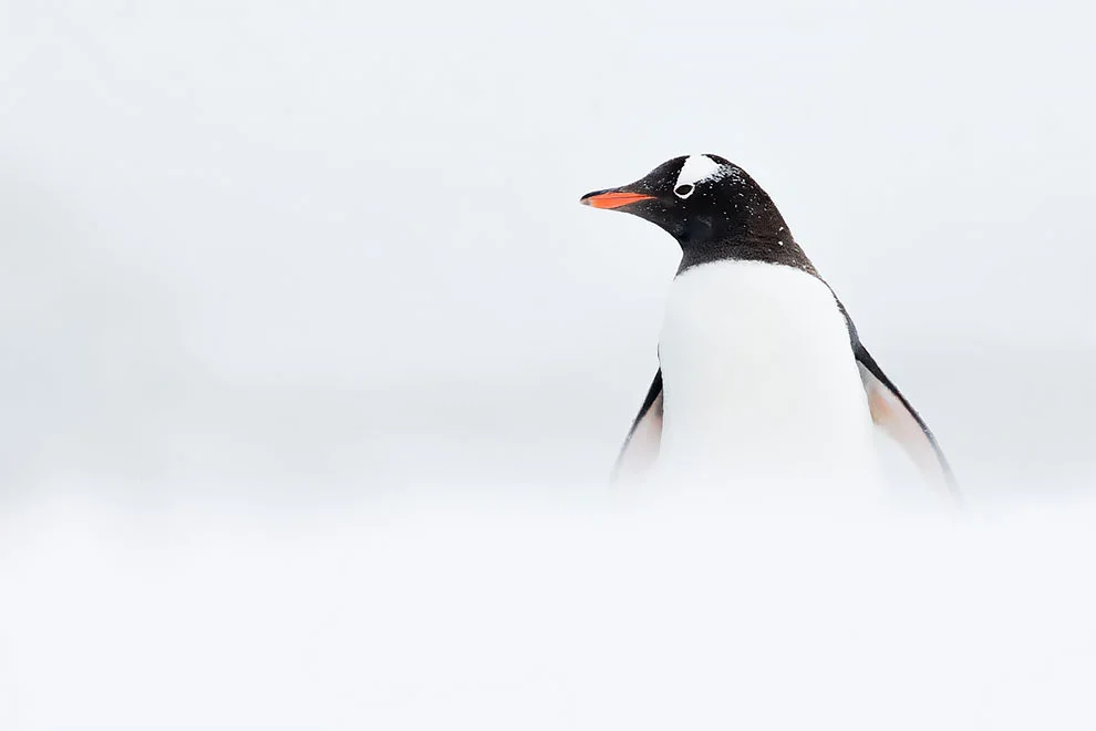 Создание холода: лучшие фотографии дикой природы, сделанные в Антарктике - фото 398499