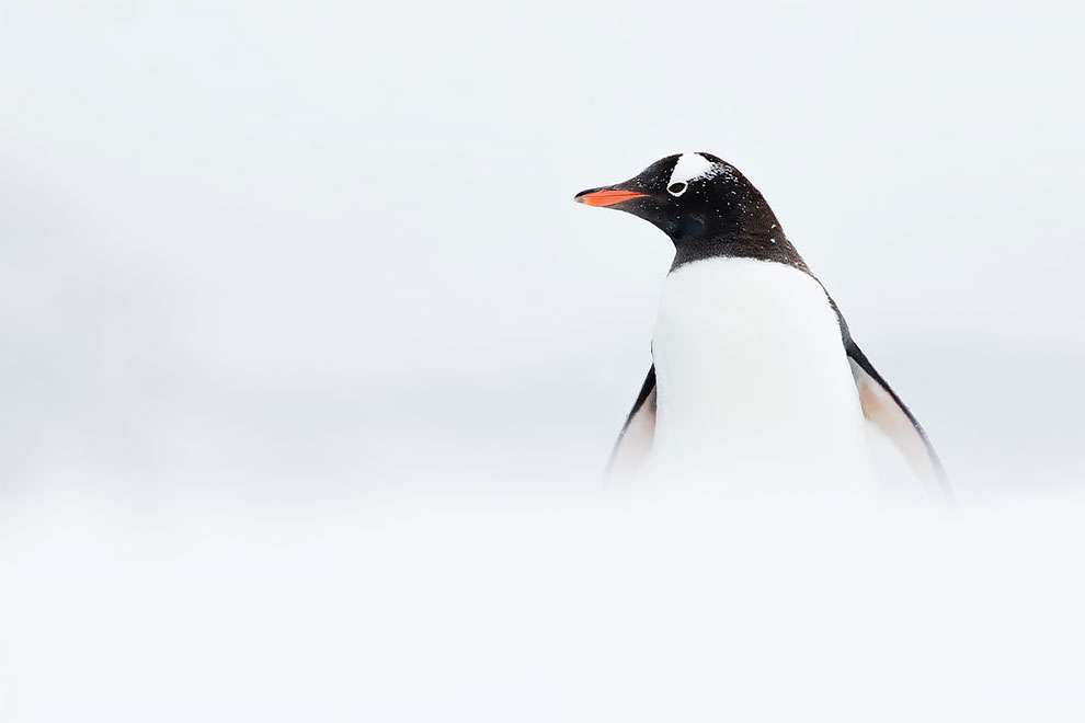 Створіння холоду: найкращі фотографії дикої природи, зроблені в Антарктиці - фото 398499