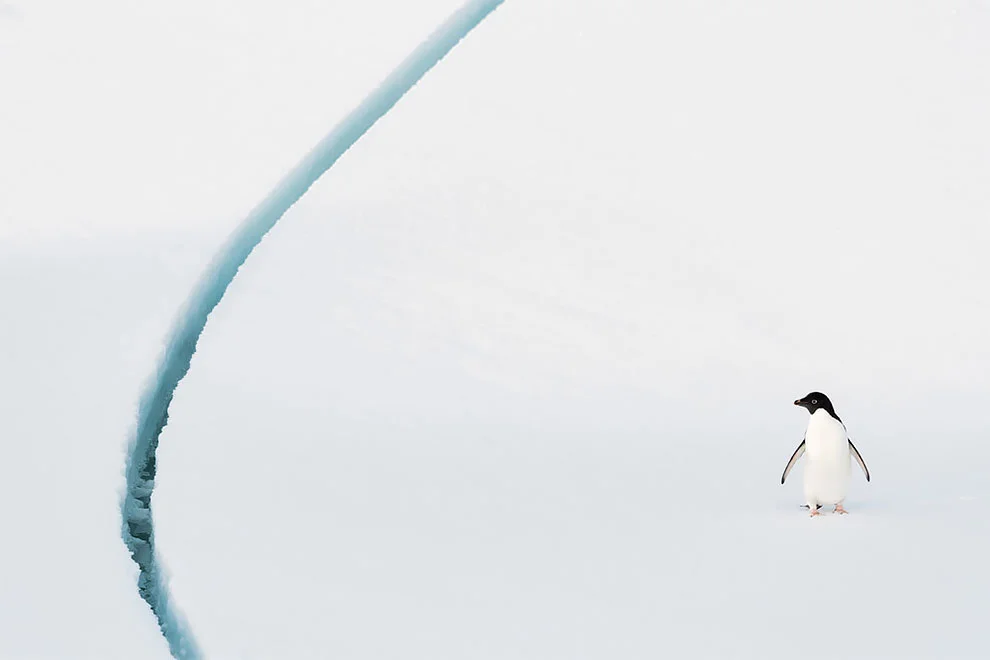 Создание холода: лучшие фотографии дикой природы, сделанные в Антарктике - фото 398501