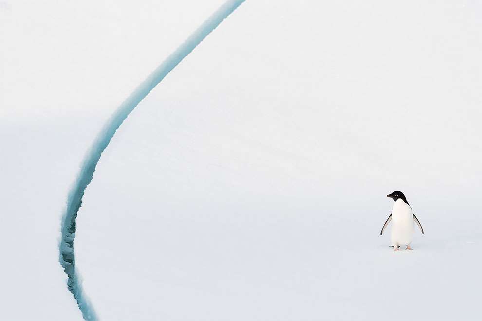 Створіння холоду: найкращі фотографії дикої природи, зроблені в Антарктиці - фото 398501