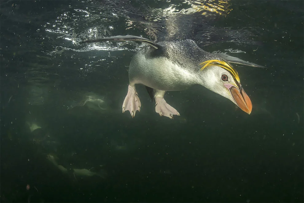 Создание холода: лучшие фотографии дикой природы, сделанные в Антарктике - фото 398503