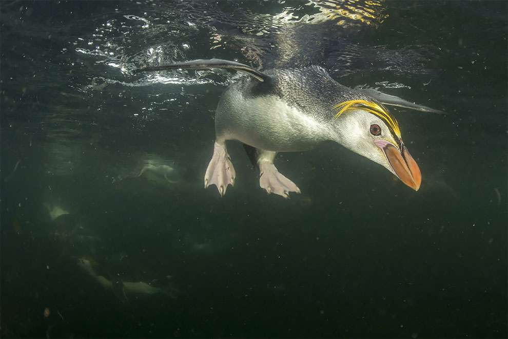 Створіння холоду: найкращі фотографії дикої природи, зроблені в Антарктиці - фото 398503