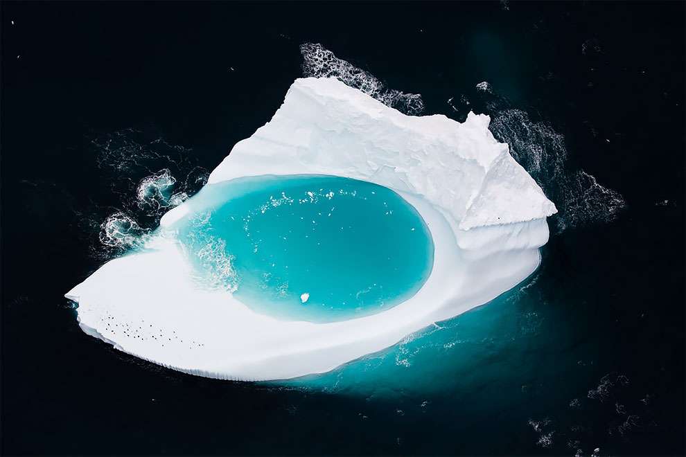 Створіння холоду: найкращі фотографії дикої природи, зроблені в Антарктиці - фото 398504