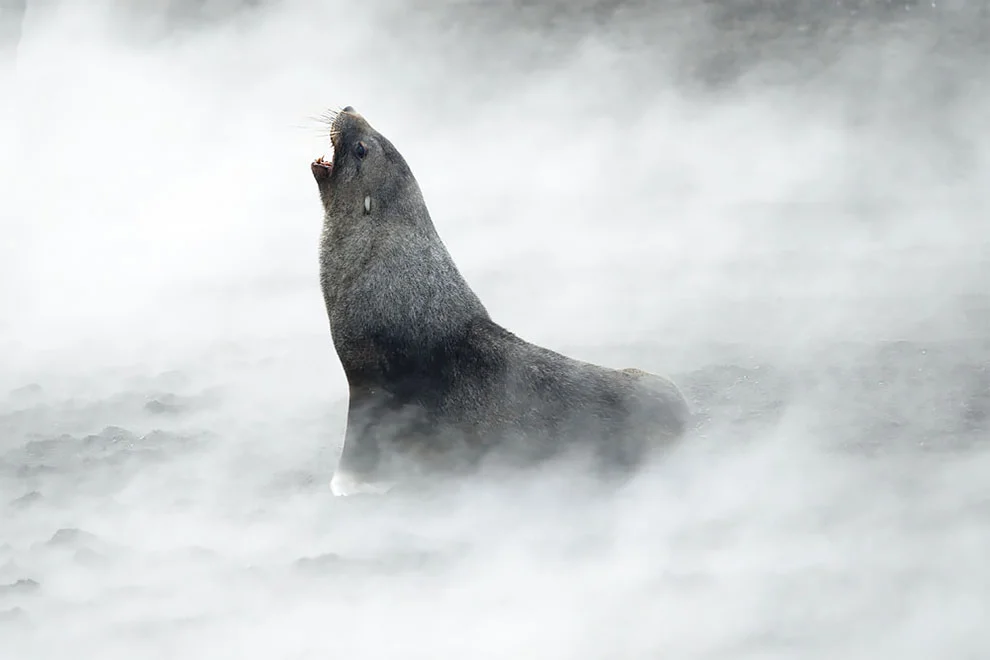 Создание холода: лучшие фотографии дикой природы, сделанные в Антарктике - фото 398505